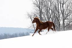 Horse running through snow