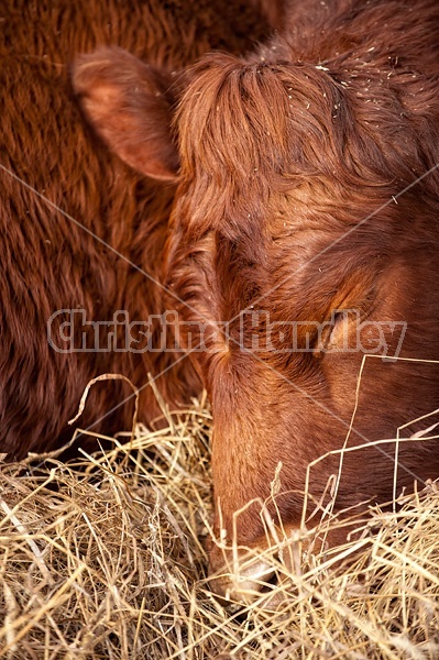 Photo of beef cow curled up sleeping in a bed of straw