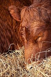 Photo of beef cow curled up sleeping in a bed of straw