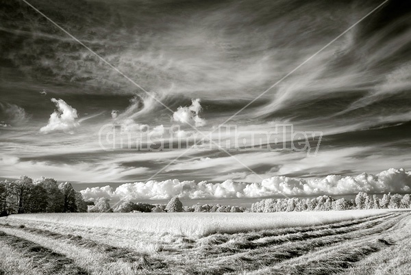 Infrared photo of hay field