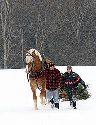 Husband and wife pulling a Christmas tree home with their Belgian horse 