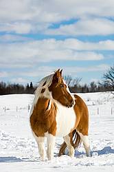 Paint horse in the snow