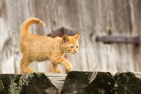 Orange kitten in front of barn.
