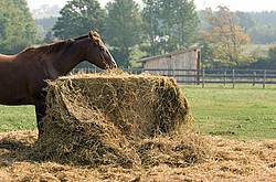 Chestnut Quarter horse eating hay