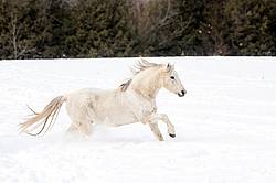 Single horse galloping through deep snow