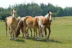 A group of Belgian yearlings on summer pasture. 