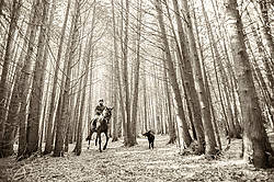 Woman horseback riding in cedar forest