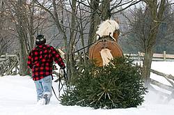 Man driving a Belgian stallion pulling a Christmas tree.