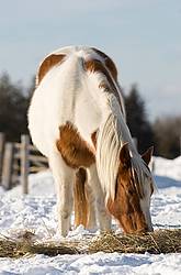 Paint horse eating hay outside in the winter off the snow.