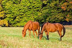 Two horses grazing on autumn pasture