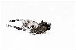 Dark bay horse rolling in the fresh snow