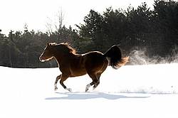 American paint horse running in snow
