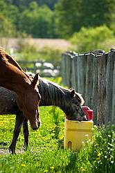 horses drinking from automatic water bowl