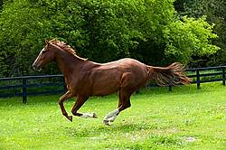 Chestnut Thoroughbred horse