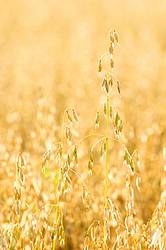 Closeup photo of oats