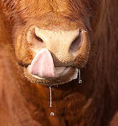 Closeup photo of cow licking nose 