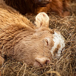 Baby beef calves sleeping in a bed of straw