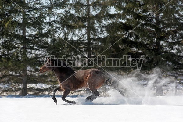 Quarter horse stallion running in deep snow