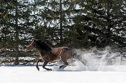 Quarter horse stallion running in deep snow
