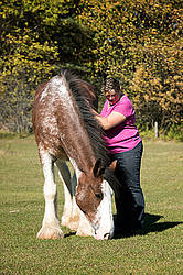 Portrait of a woman with her Clydesdale draft horse