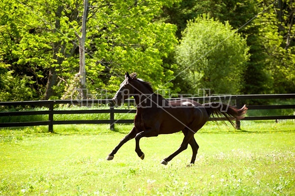 Hanoverian horse gelding
