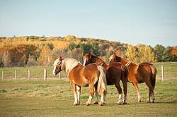 Three horses standing side by side