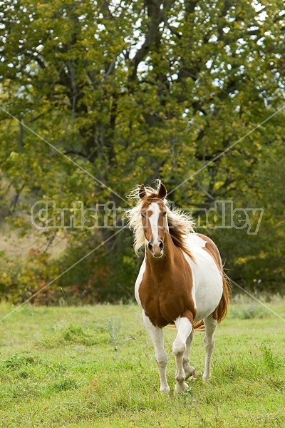Paint horse trotting though autumn pasture
