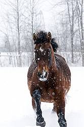 Bay horse galloping in deep snow