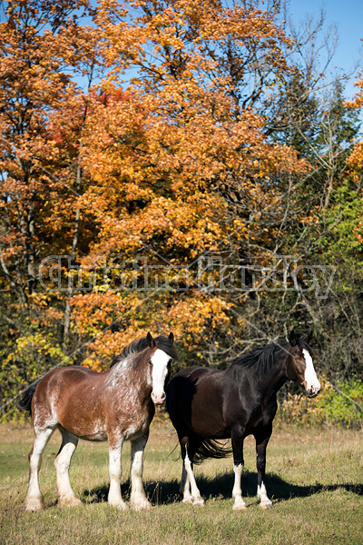 Two horses in the autumn colors