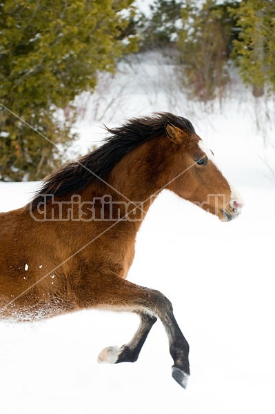 Rocky Mountain horse galloping through deep snow