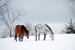 Photo of two horses in the snow