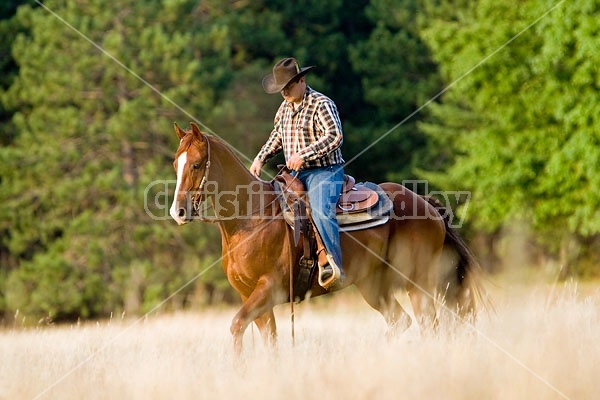 Cowboy Riding Quarter Horse Western Style