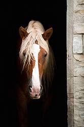 Horse portrait in barn door against natural black background