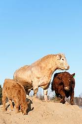 Charolais bull and Angus cow