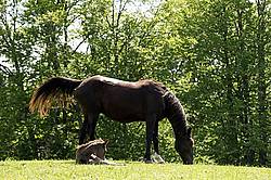 Rocky Mountain Horse mare and foal