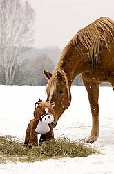 Belgian Draft horse sniffing stuffed pony