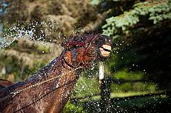 Standardbred mare gettng hosed down 