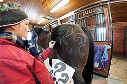 Woman drawing a design on a horse butt 