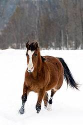 Young Bay Rocky Mountain Horse