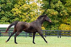 Horse on autumn pasture