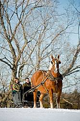 Single Horse Sleigh Ride