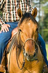 Portrait of a Quarter Horse