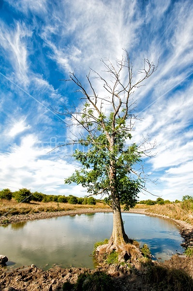 A tree growing beside a big pond on a cattle pasture