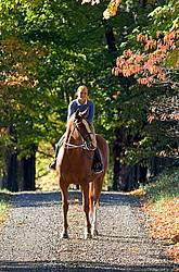 Young woman riding a chestnut horse. 