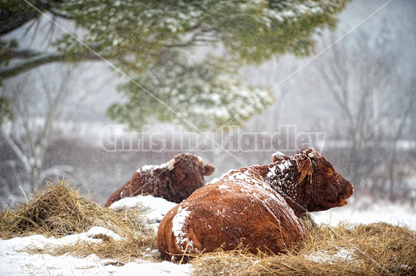 Beef cow laying on a bed of straw outside in the snow