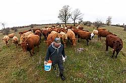 Farmer and herd of Cattle