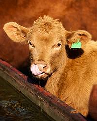 Young beef calf at water trough