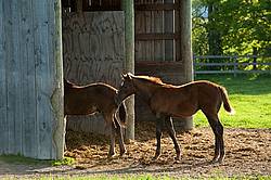 quarter horse foal in paddock