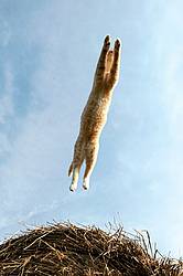 Orange barn cat jumping from one round bale of hay to another