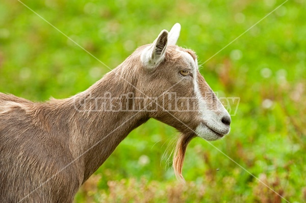 Goat in barn yard